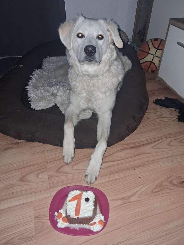 Hundetreffen-Spiel und Gassi zusammen genießen am OLG Hamm und Umgebung-Profilbild