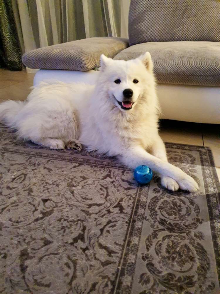 Hundetreffen-Suche eine weibliche bekanntschaft zum hundetreffen-Profilbild