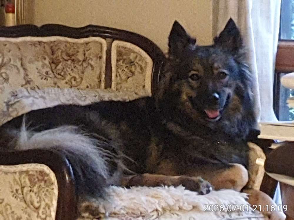 Hundetreffen-Eingezäuntes Gelände mit Spielkumpel-Profilbild