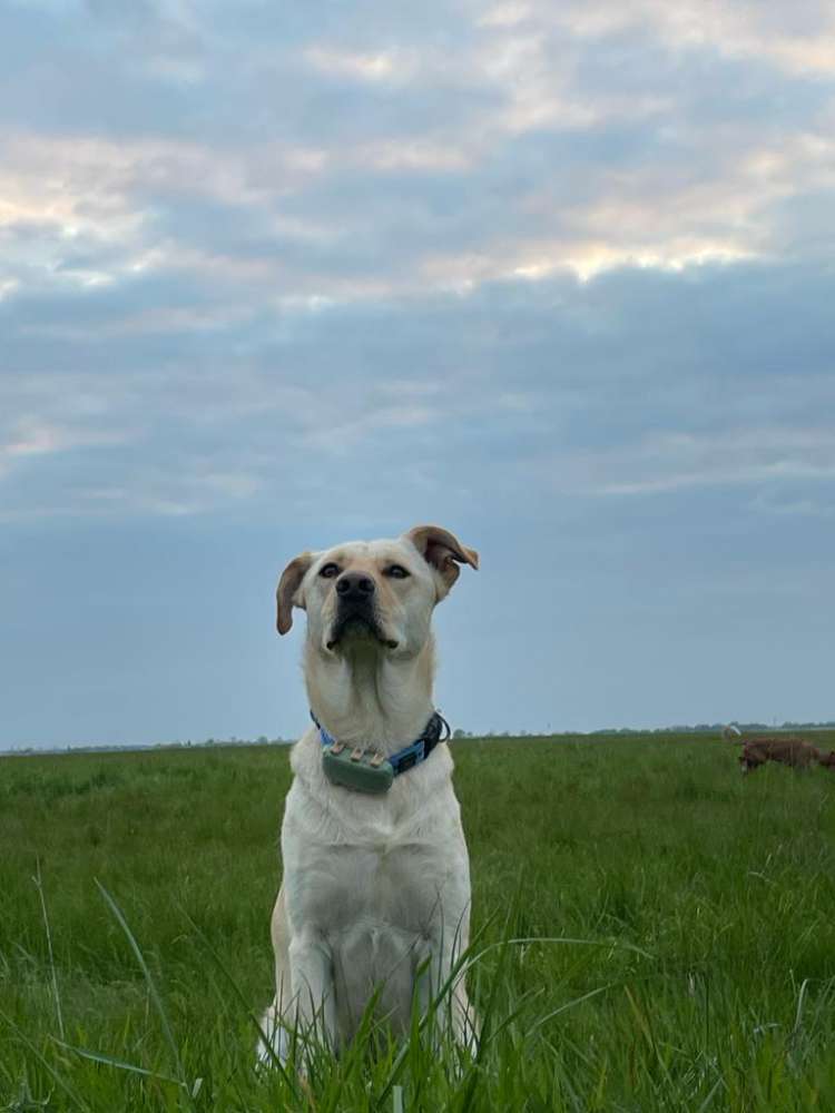 Hundetreffen-Gemeinsame Spaziergänge und Spielrunden-Profilbild