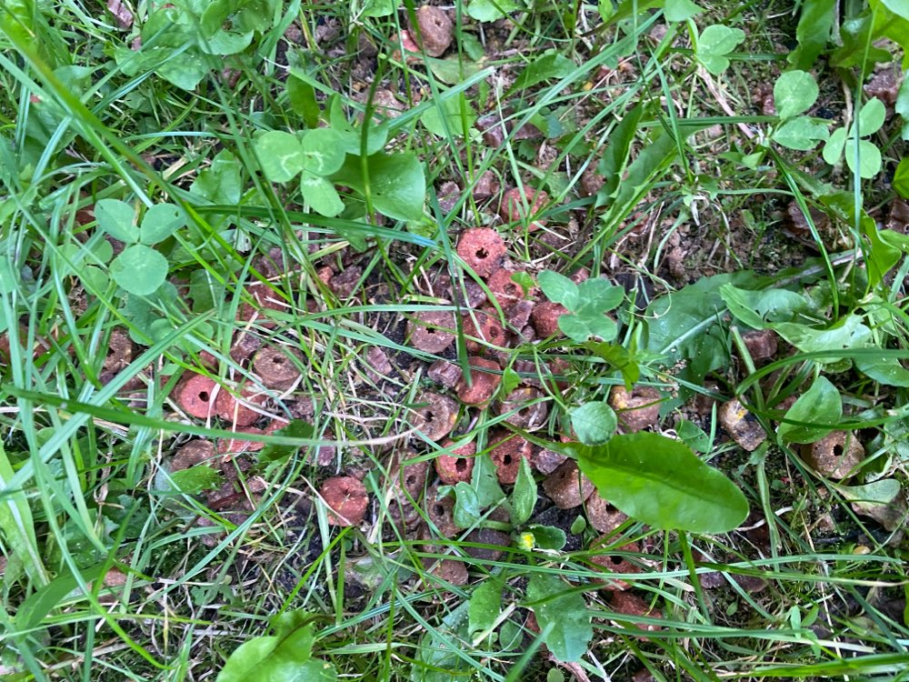 Giftköder-Ausgelegtes Hundefutter-Profilbild