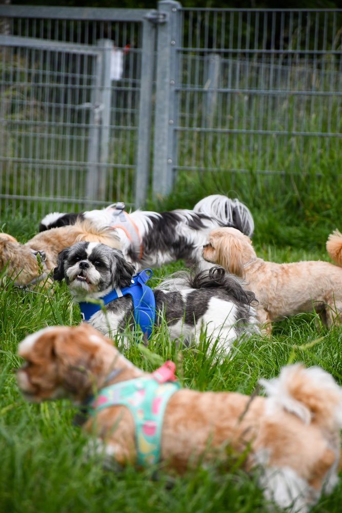 Hundetreffen-Shih Tzu Treffen NRW-Profilbild
