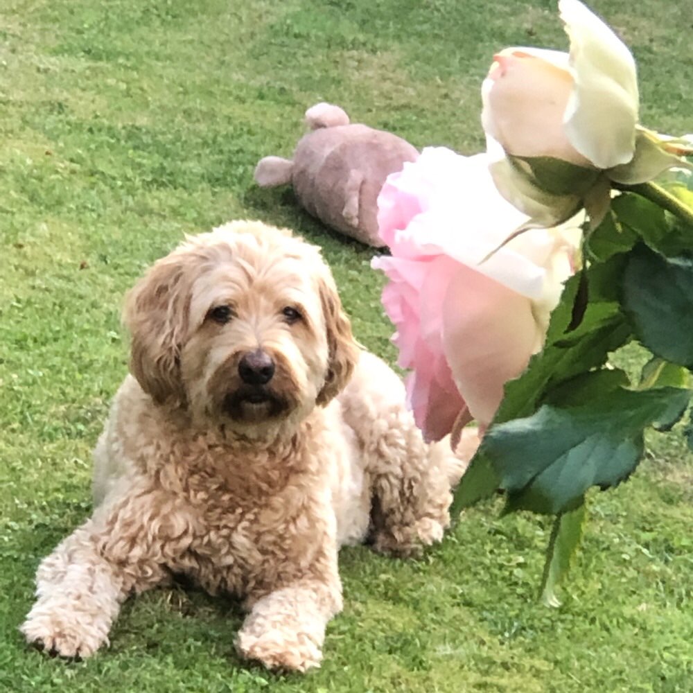 Hundetreffen-Gemeinsame Spaziergänge-Profilbild