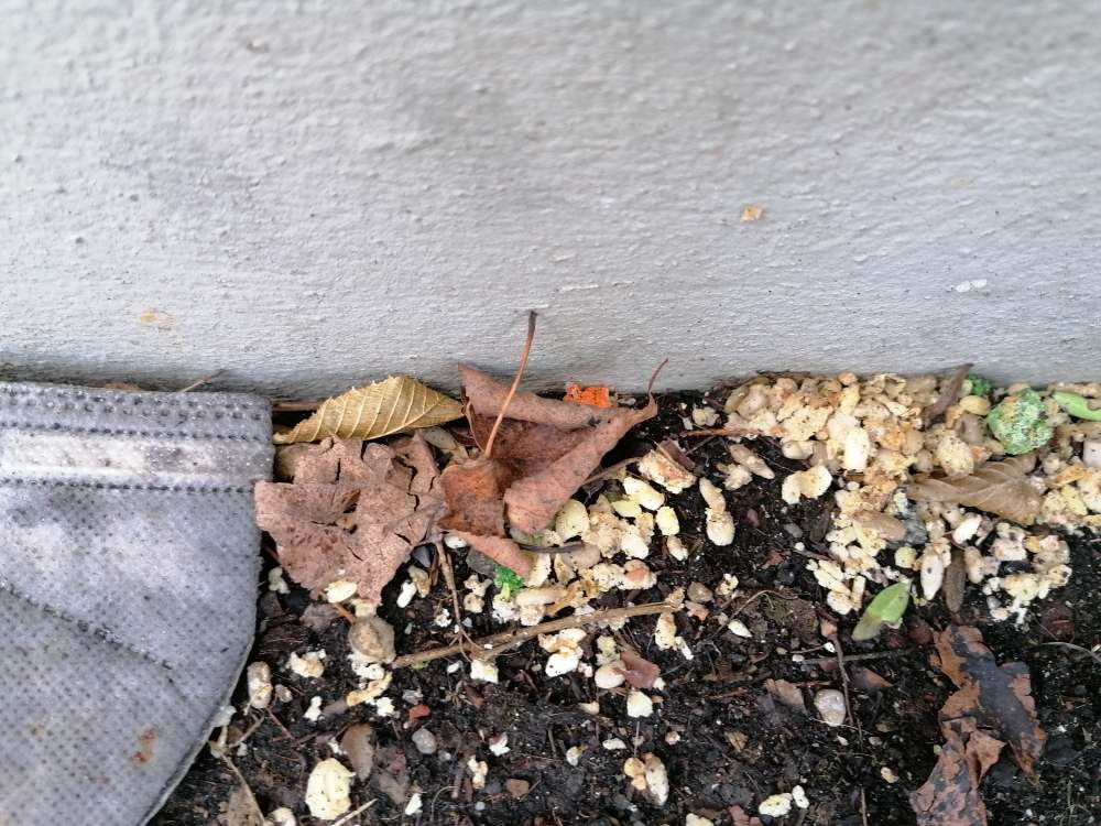 Giftköder-evtl. Rattengift-Profilbild