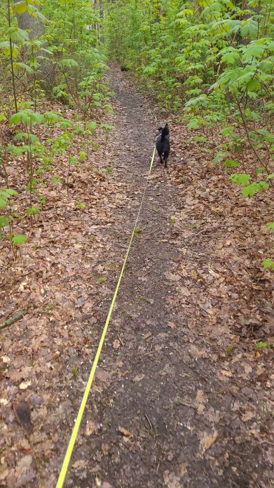Hundetreffen-Treffen in Hagen eilperfeld-Profilbild