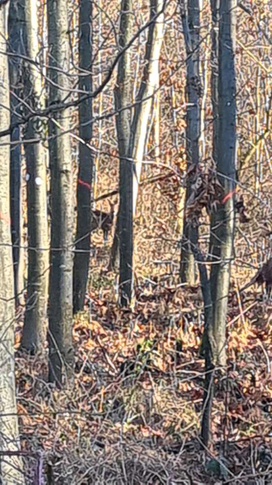 Giftköder-Schüsse im Wald-Profilbild