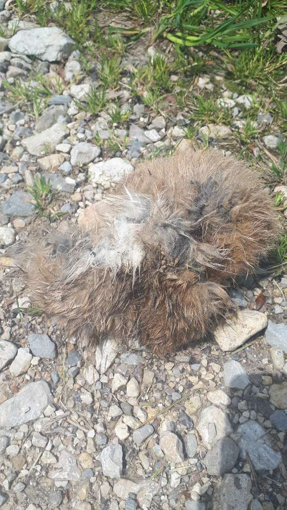 Giftköder-Möglicher Giftköder Hasenschwanz-Profilbild