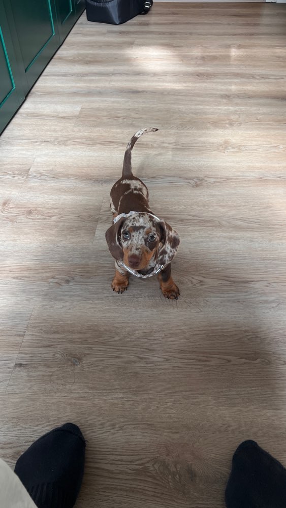 Hundetreffen-Welpentreffen im P-Berg-Profilbild