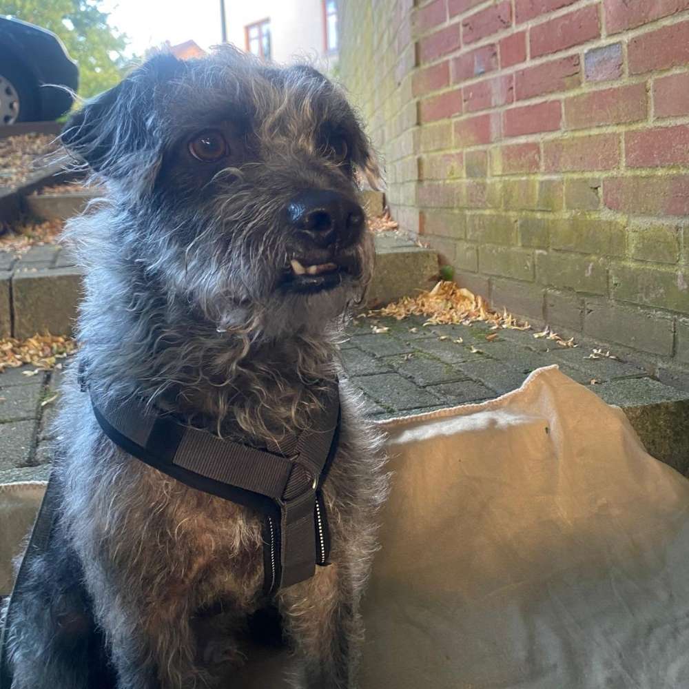 Hundetreffen-Dino sucht Spiel und Trainings Partner-Profilbild