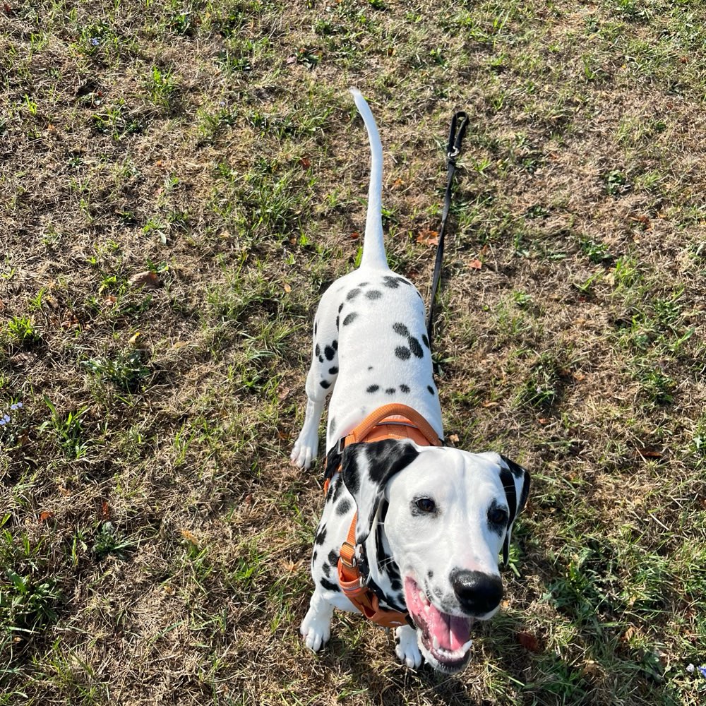 Hundetreffen-Spieltreffen/Sozialisierung-Profilbild