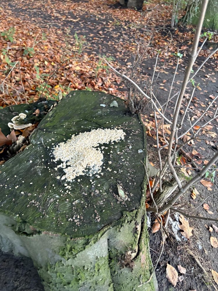 Giftköder-Haferflocken mit Glasscherben-Profilbild