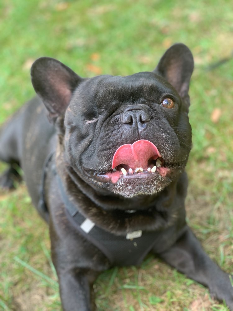 Hundetreffen-Spieltreffen-Profilbild