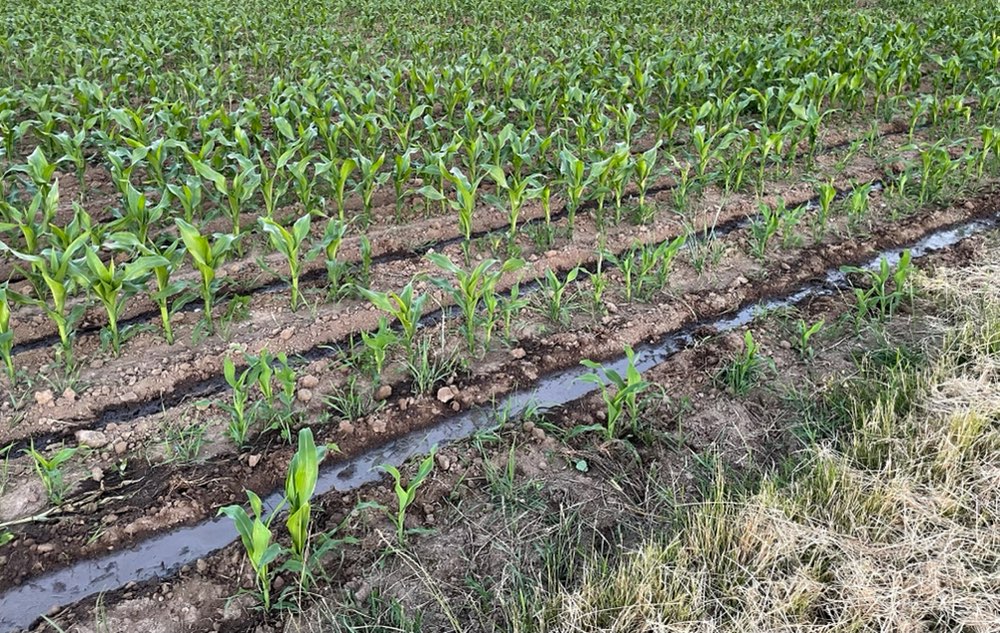 Giftköder-Gülle, nicht eingearbeitet-Profilbild