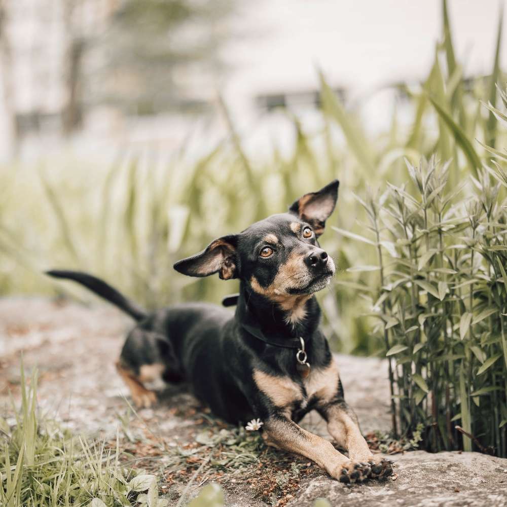 Hundetreffen-Spielrunde oder Gassirunde-Profilbild