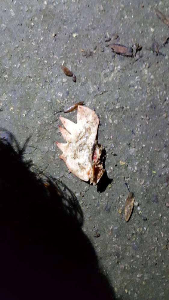 Giftköder-Hühnerteile auf dem Feld-Profilbild