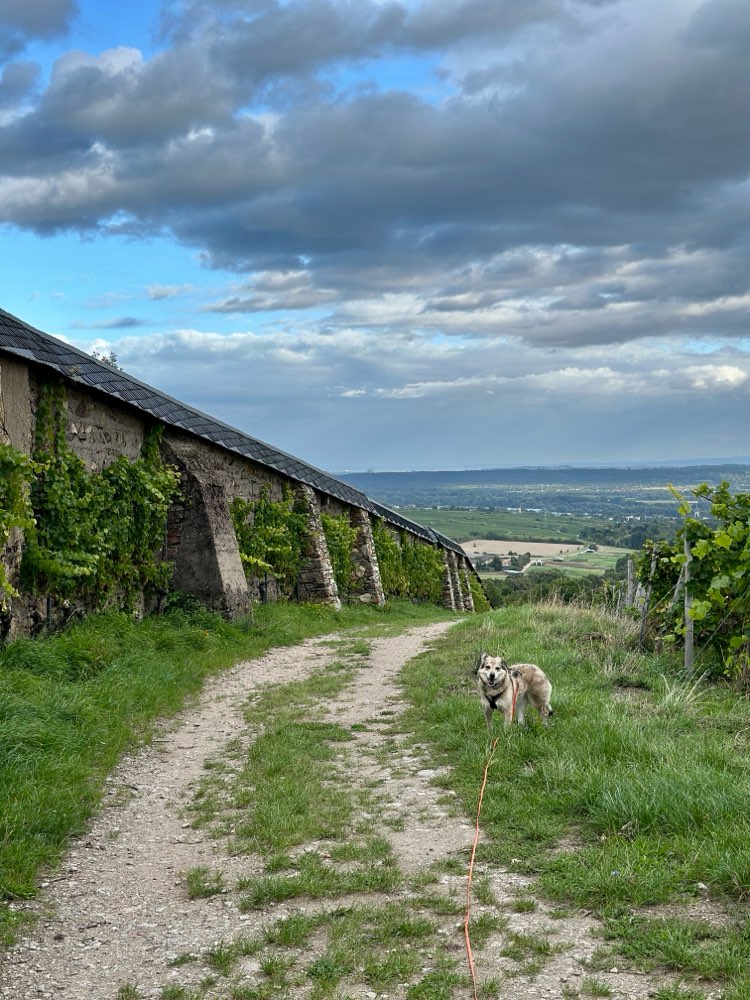 Hundetreffen-Schleppleinen Spaziergänge-Profilbild