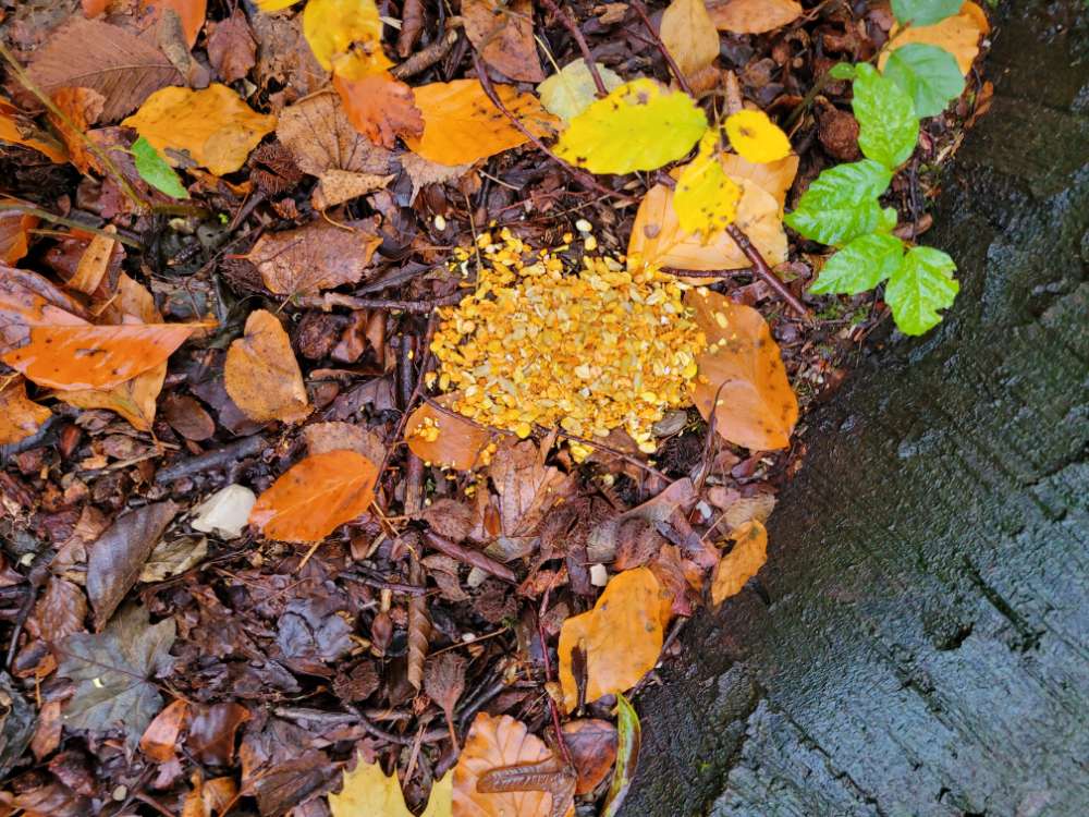 Giftköder-Möglicher Giftköer-Profilbild