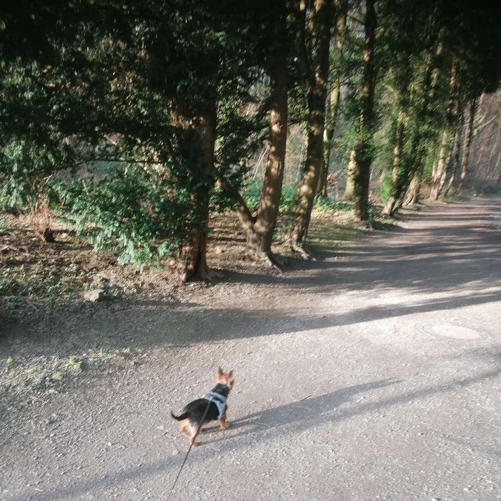 Hundetreffen-Gemeinsam Gassi-Profilbild