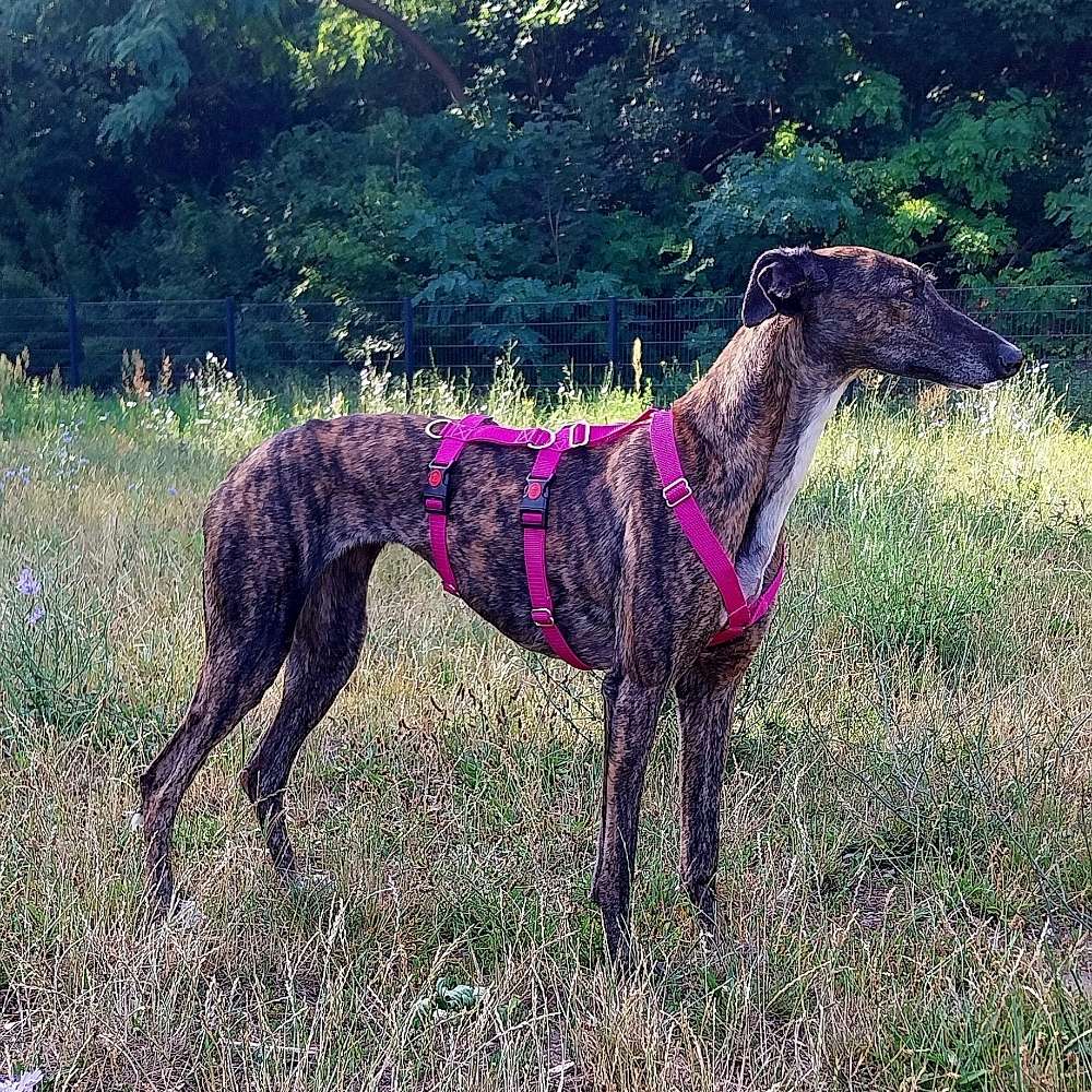 Hundetreffen-Suche für meine Galgo-Hündin Spielkameraden-Profilbild