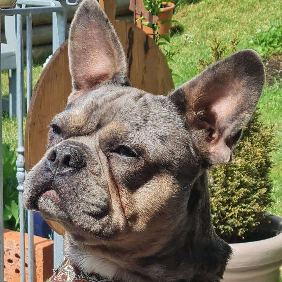 Hundetreffen-Gassi und Spielfreude-Profilbild