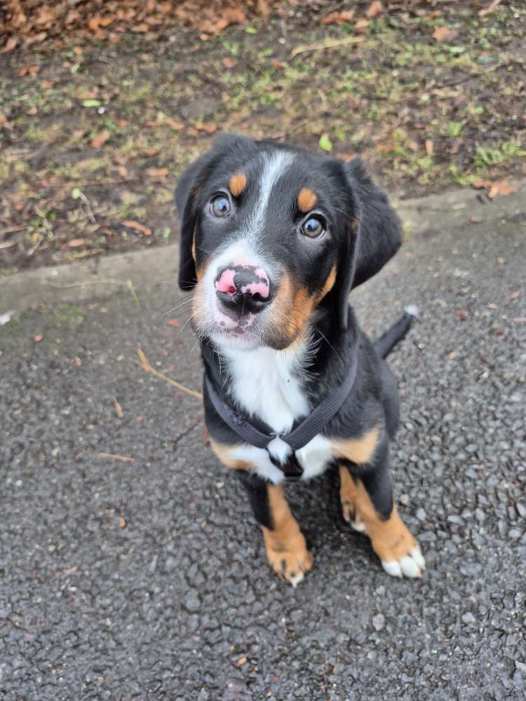 Hundetreffen-Welpenfreundschaften gesucht!-Profilbild