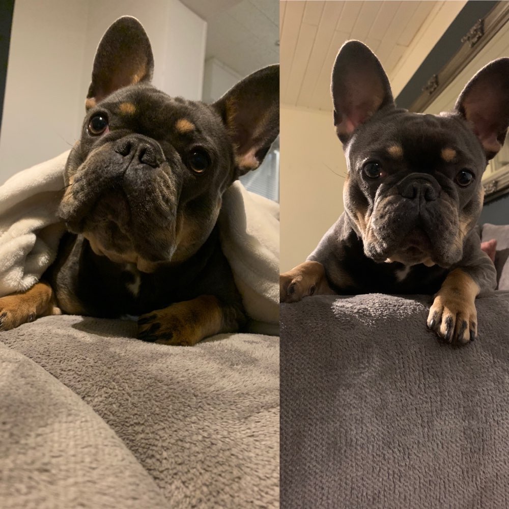 Hundetreffen-Shila sucht noch ihren neuen Spiel Freund / Freundin .-Profilbild