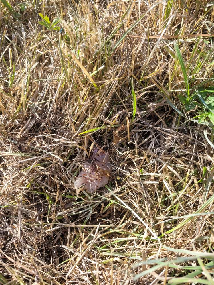 Giftköder-Mehrer versteckte Fischstücke-Profilbild