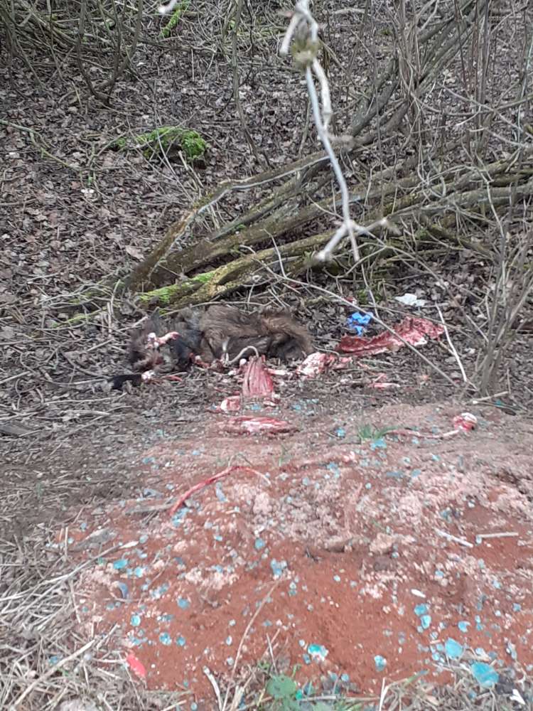 Giftköder-Schlachtabfälle Wildschwein-Profilbild