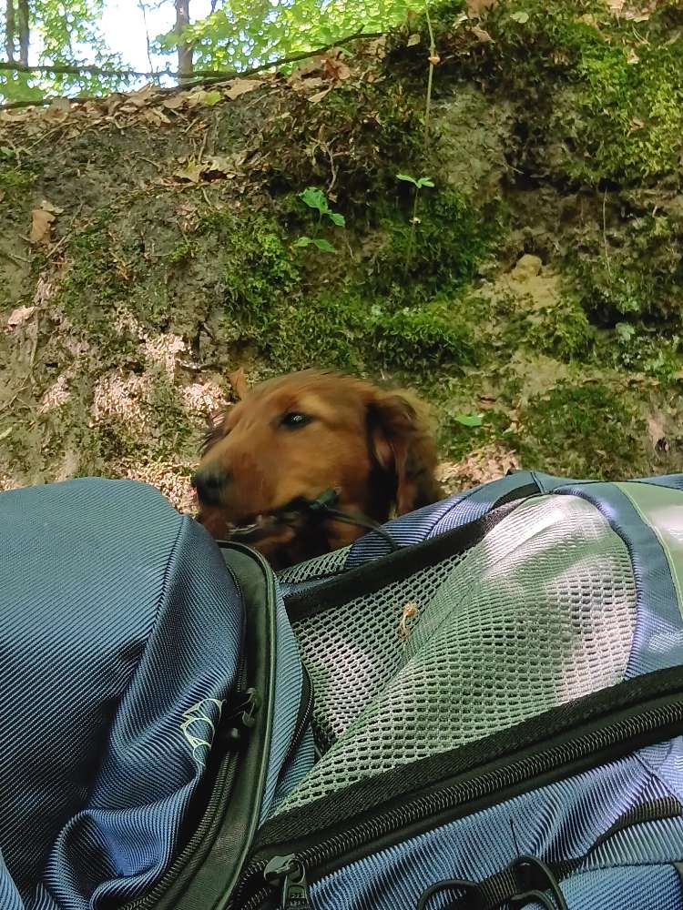 Hundetreffen-Welpentreff-Profilbild