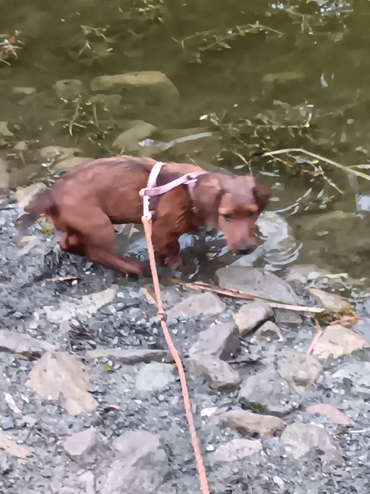 Hundetreffen-Dackel sucht Dackel-Profilbild