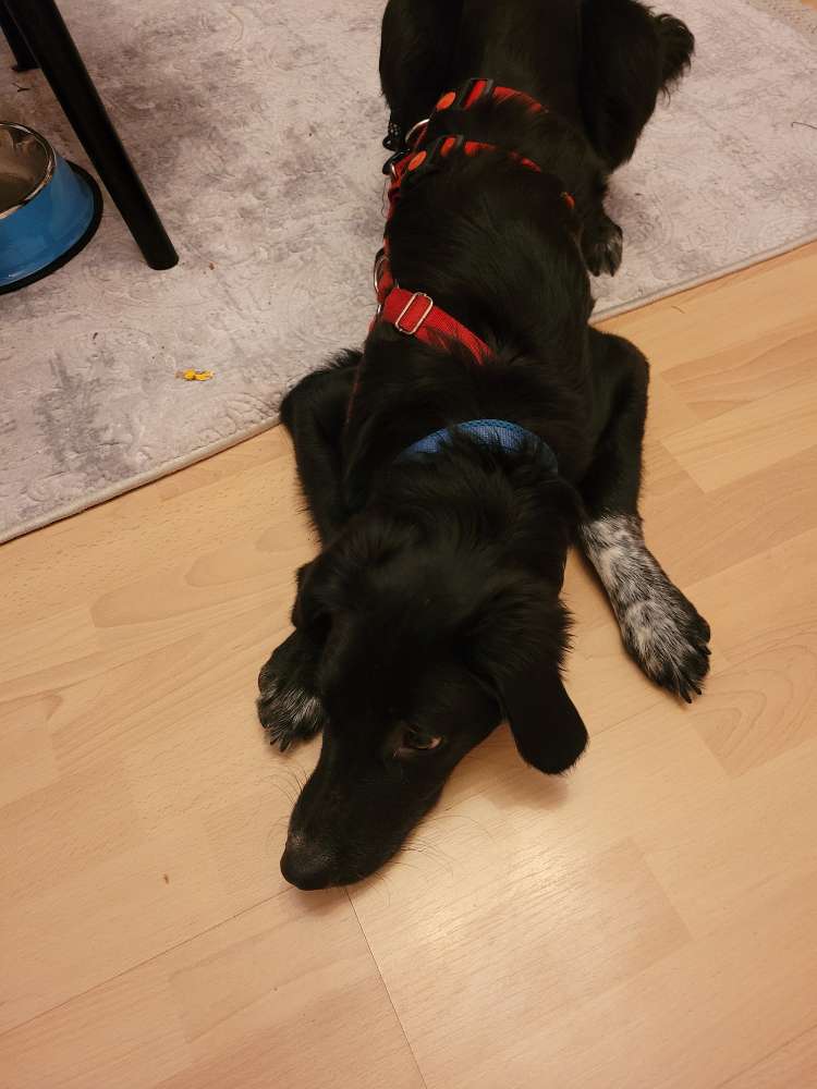 Hundetreffen-Suche souveräne (Alt-)Hunde-Profilbild