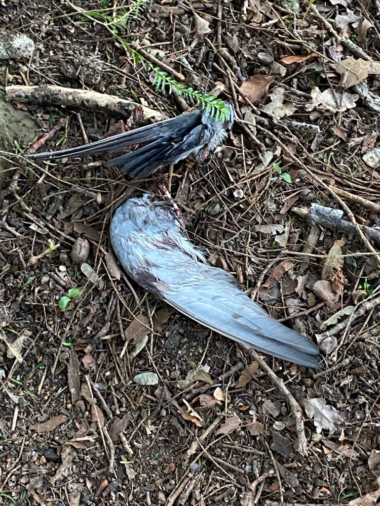 Giftköder-Abgerissene Tauben Flügel ...-Profilbild