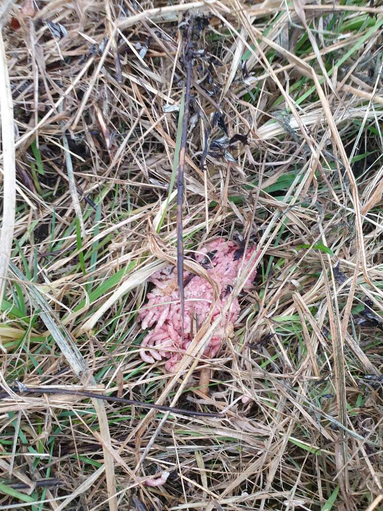Giftköder-Wieder Hackfleisch auf dem Feld.-Profilbild