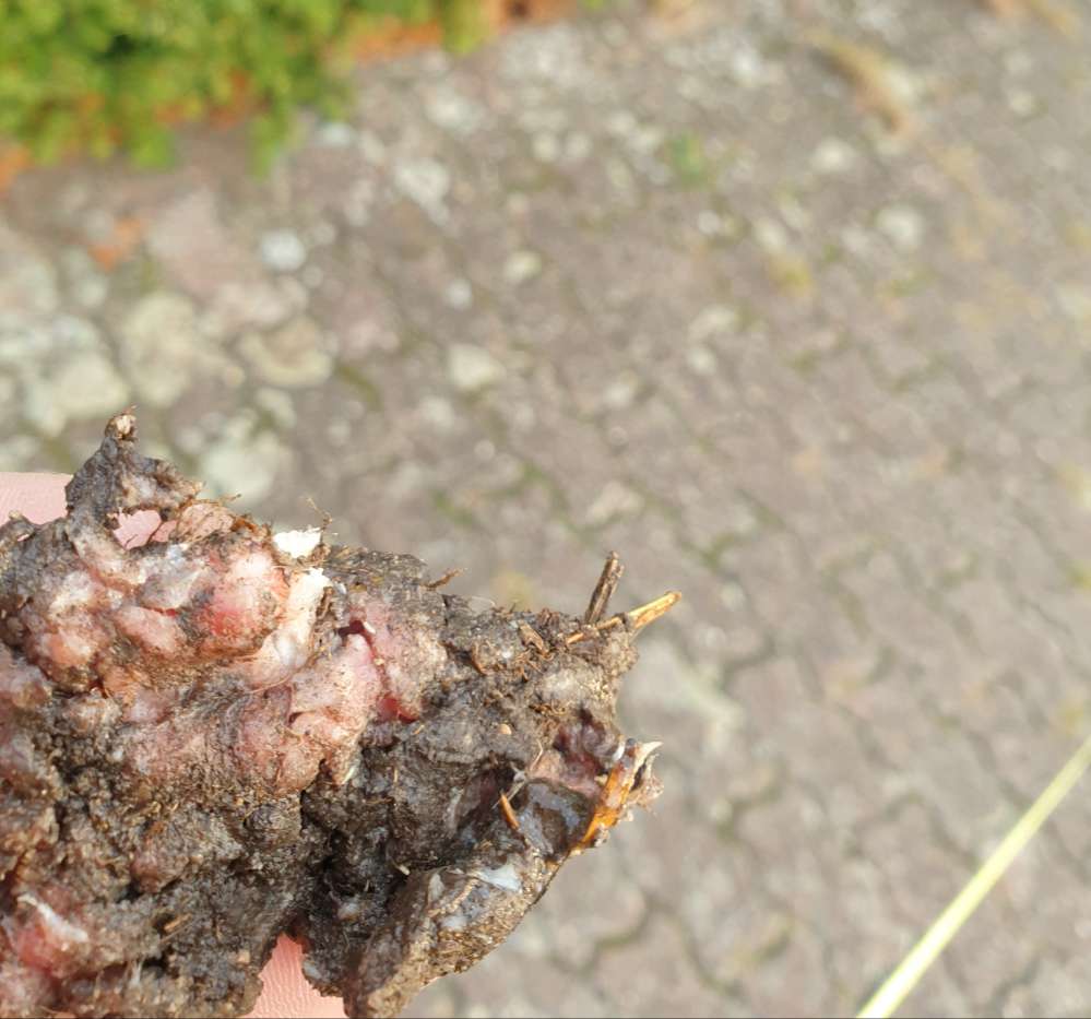 Giftköder-Wieder Hackfleischklumpen-Profilbild