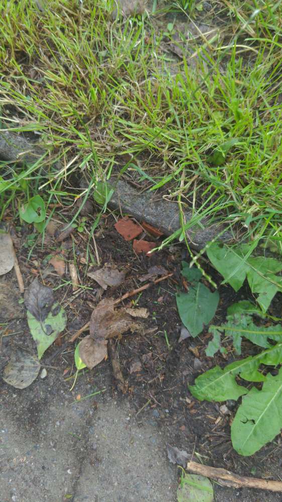 Giftköder-Ausgelegte Leckerlis-Profilbild