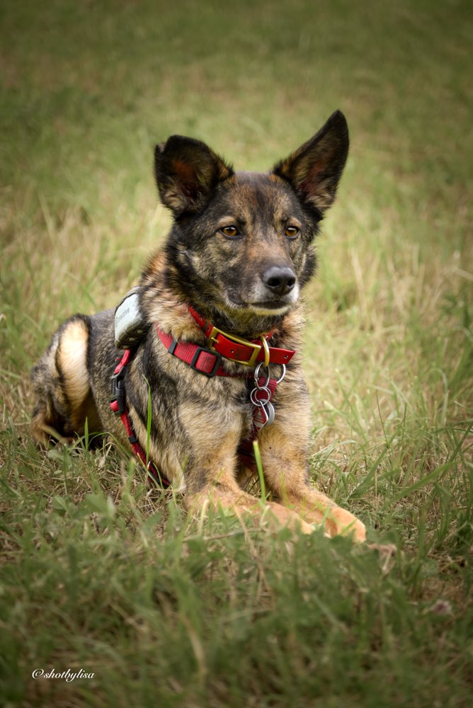 Hundetreffen-Fotoshooting-Profilbild