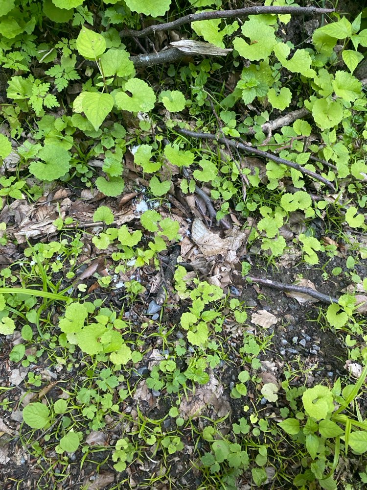 Giftköder-Unbekanntes weißes (Pulver?)-Profilbild
