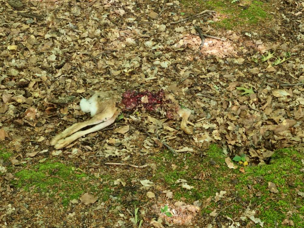 Giftköder-Info Hasen Kadaver!-Profilbild