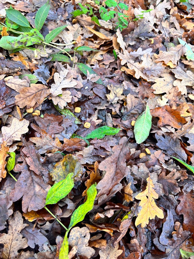 Giftköder-Eventuell Giftköder-Profilbild