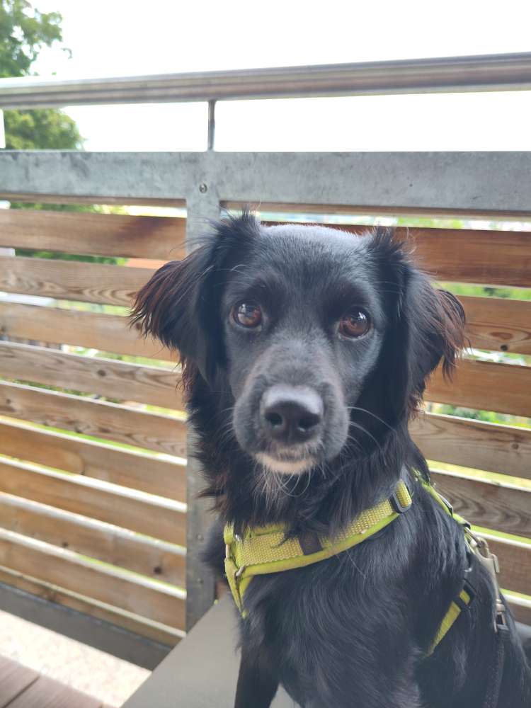 Hundetreffen-Suche Training mit läufiger Hündin-Profilbild