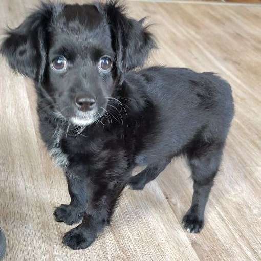 Hundetreffen-Kontrolliertes Welpenspiel mit kleinen Welpen-Profilbild