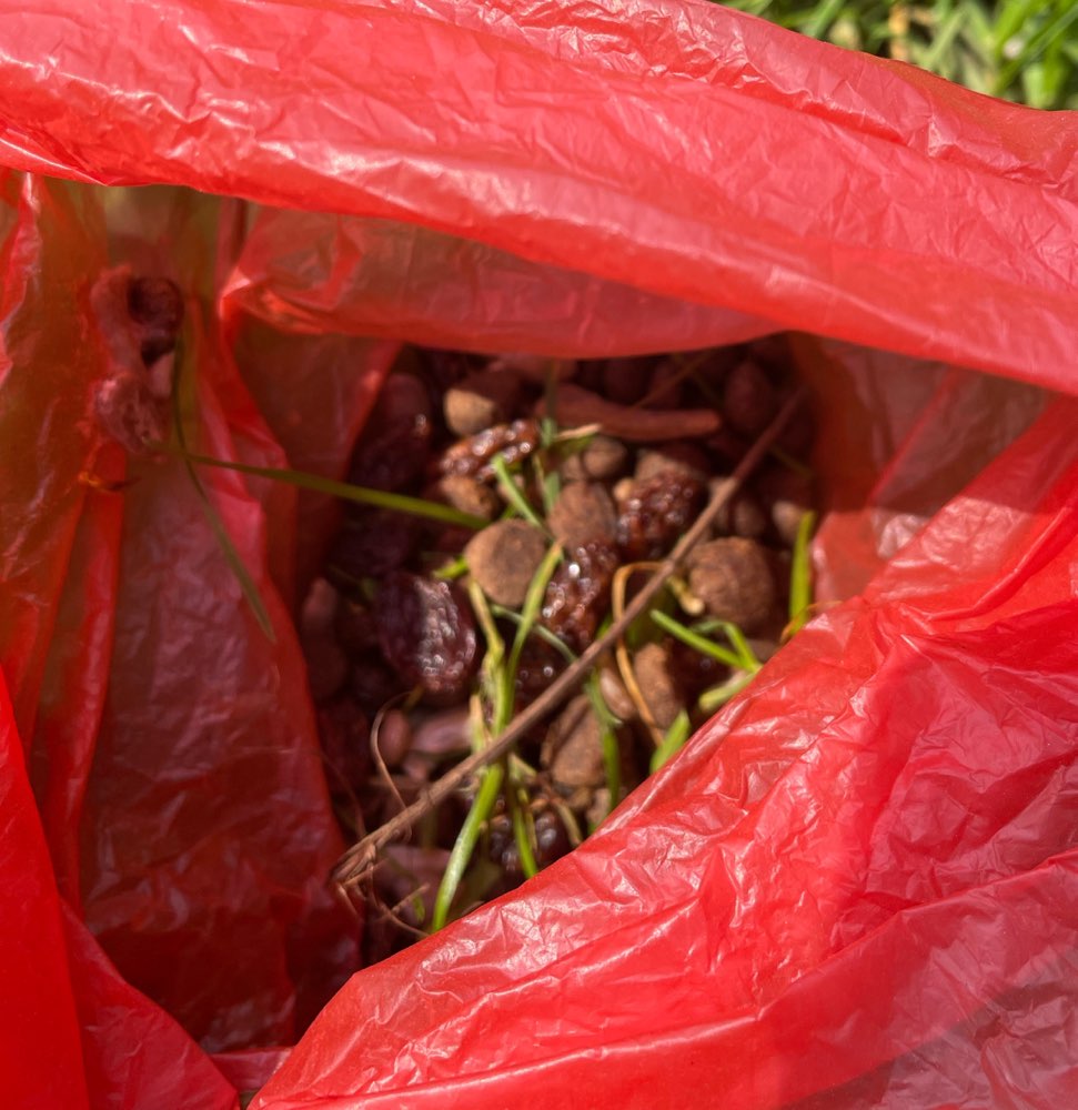 Giftköder-Möglicher Giftköder verstreut-Profilbild