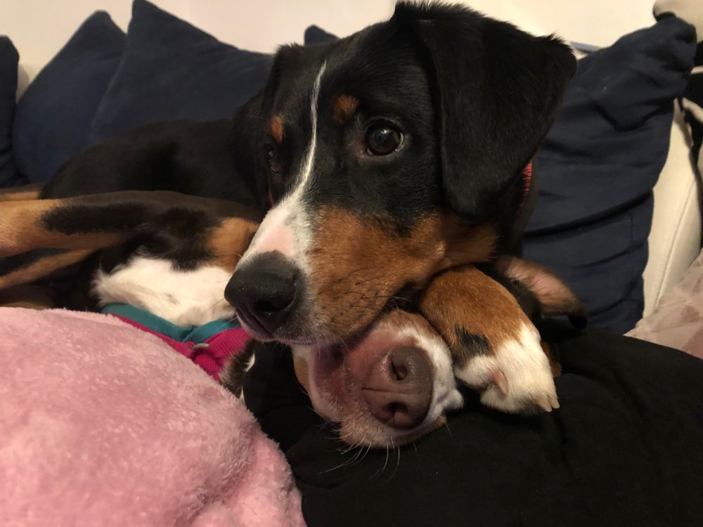 Hundetreffen-Sozialwalk gern mit einbisschen Training-Profilbild