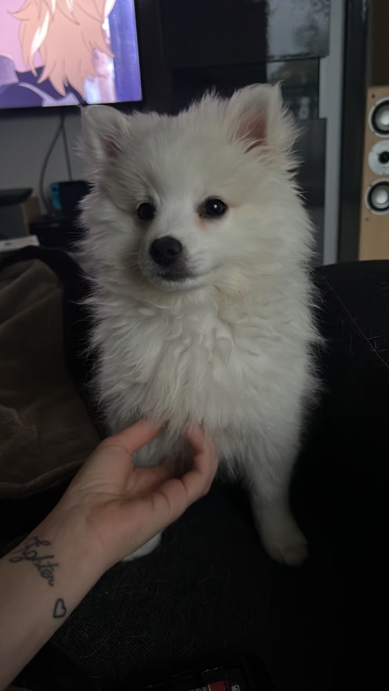 Hundetreffen-Welpenspiel treff-Profilbild