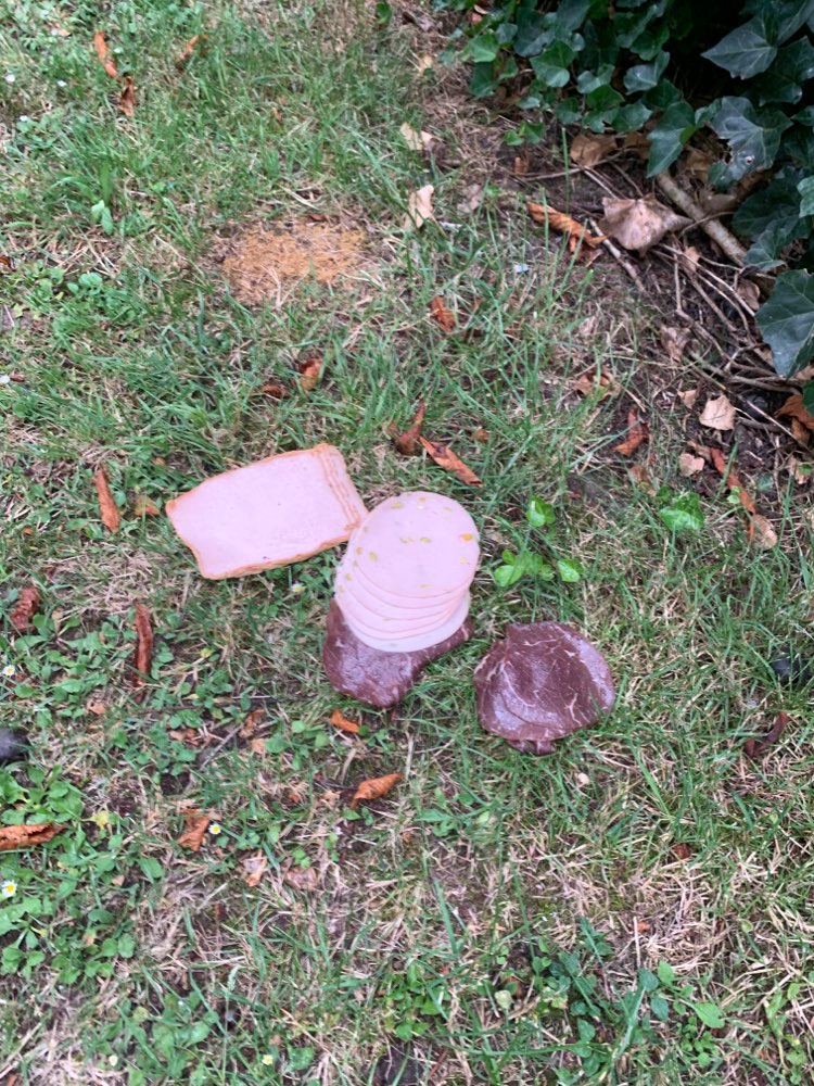 Giftköder-Giftköder (Fleisch ausgelegt)-Profilbild