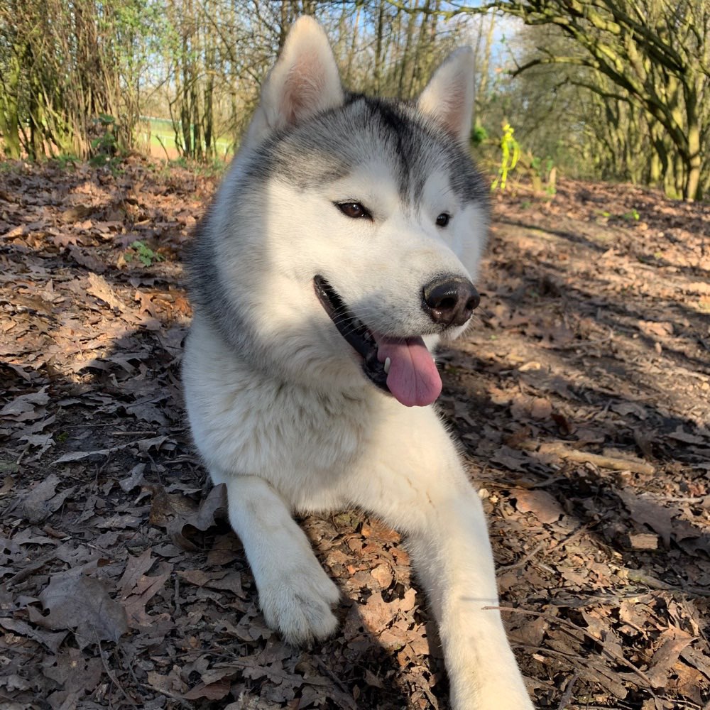 Hundetreffen-Spielen-Profilbild
