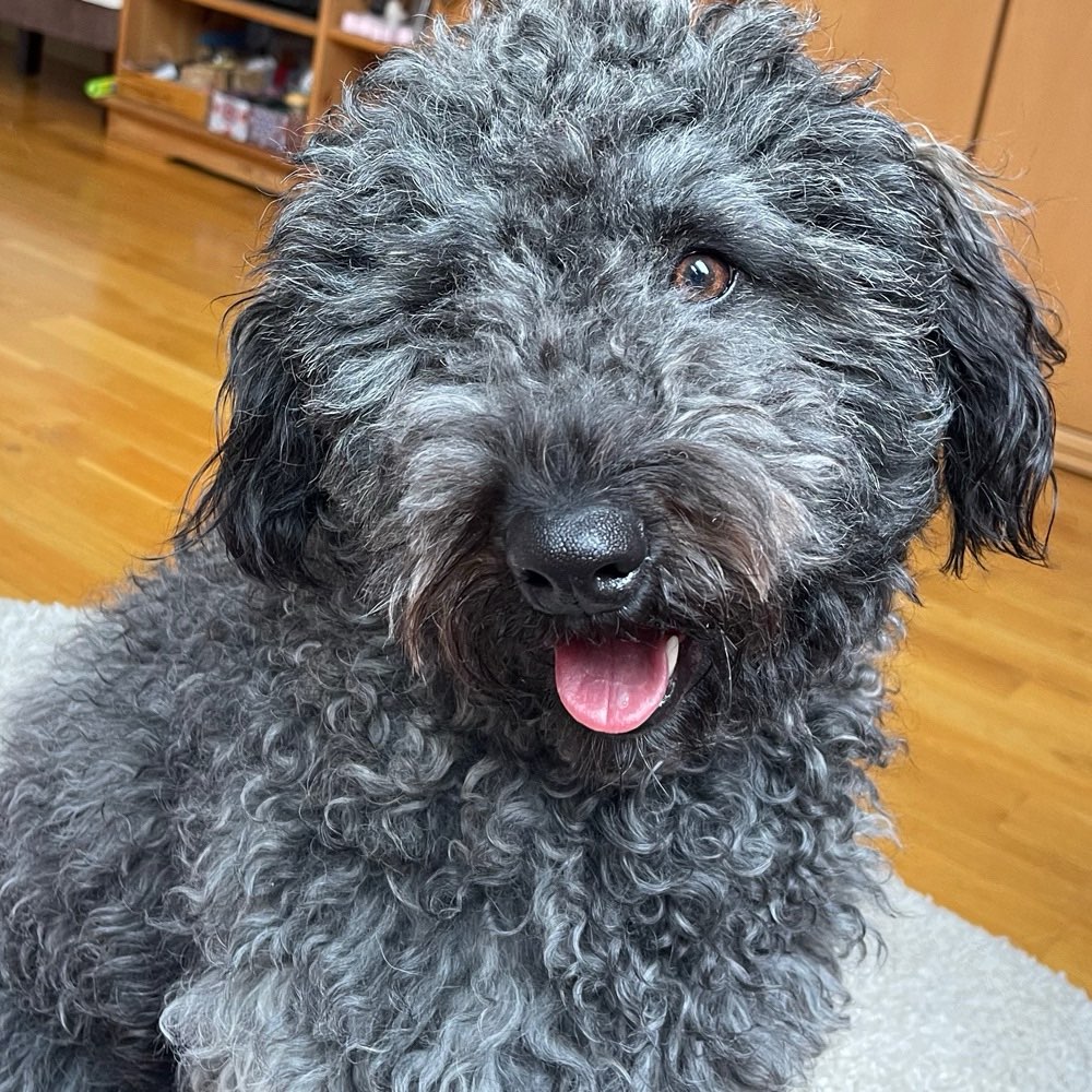 Hundetreffen-Spielen im Luisenpark 😇-Profilbild