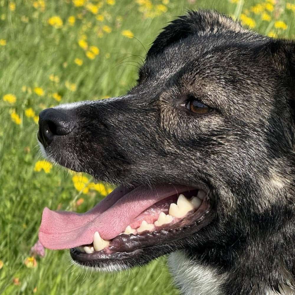 Hundetreffen-Spielpartner/in für Yari am Werdersee-Profilbild