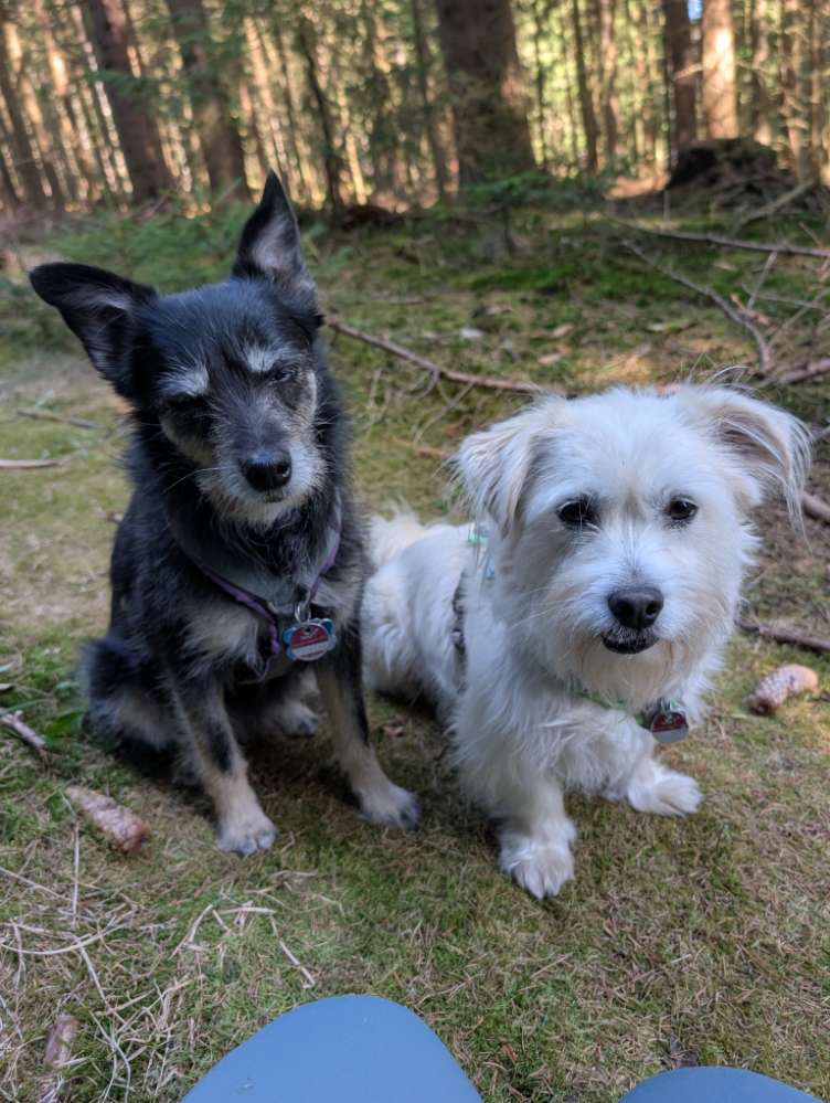 Hundetreffen-Gassi oder Wanderpartner gesucht-Profilbild
