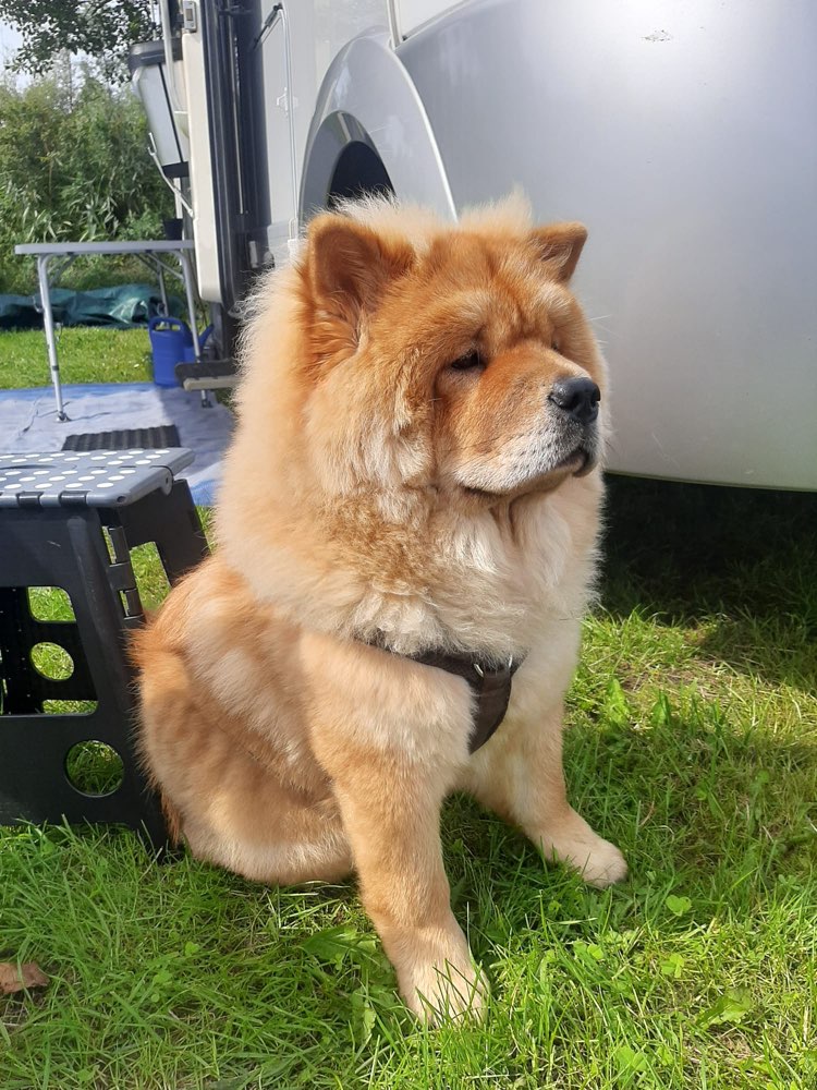 Hundetreffen-Gemeinsame Gassirunde-Profilbild
